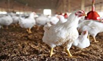 صادرات ۴ هزار تن گوشت مرغ به کشور‌های هدف/ برنامه افزایش تولید شتر در کشور