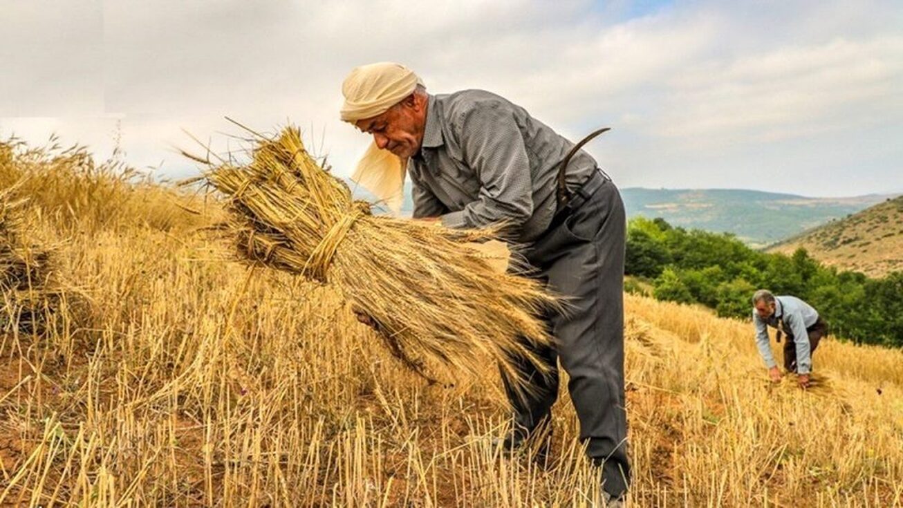 رشد ۴۵ درصدی تولید گندم در کشور  برنامه وزارت جهاد کشاورزی برای خودکفایی