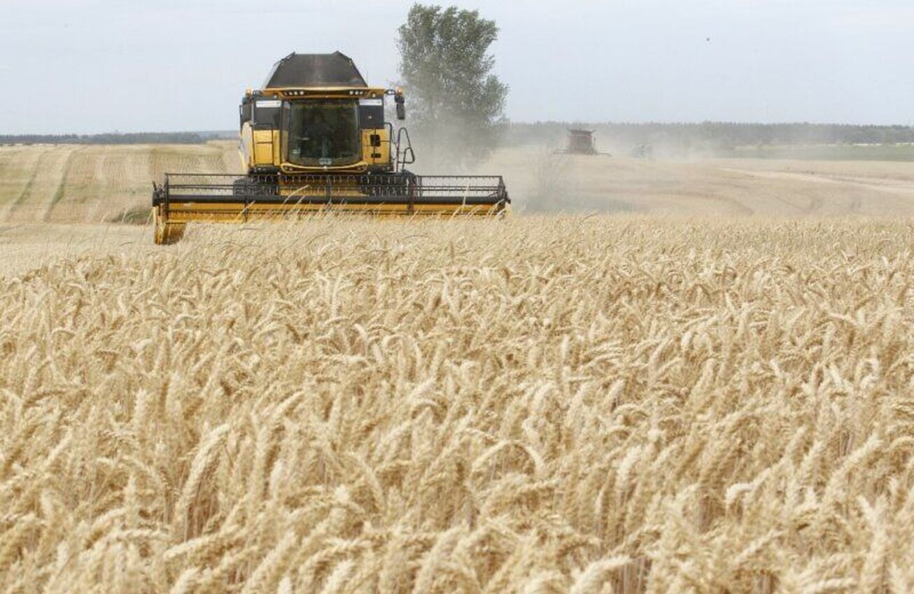 پیش‌بینی تولید ۱۲.۵ میلیون تن گندم در سال جاری