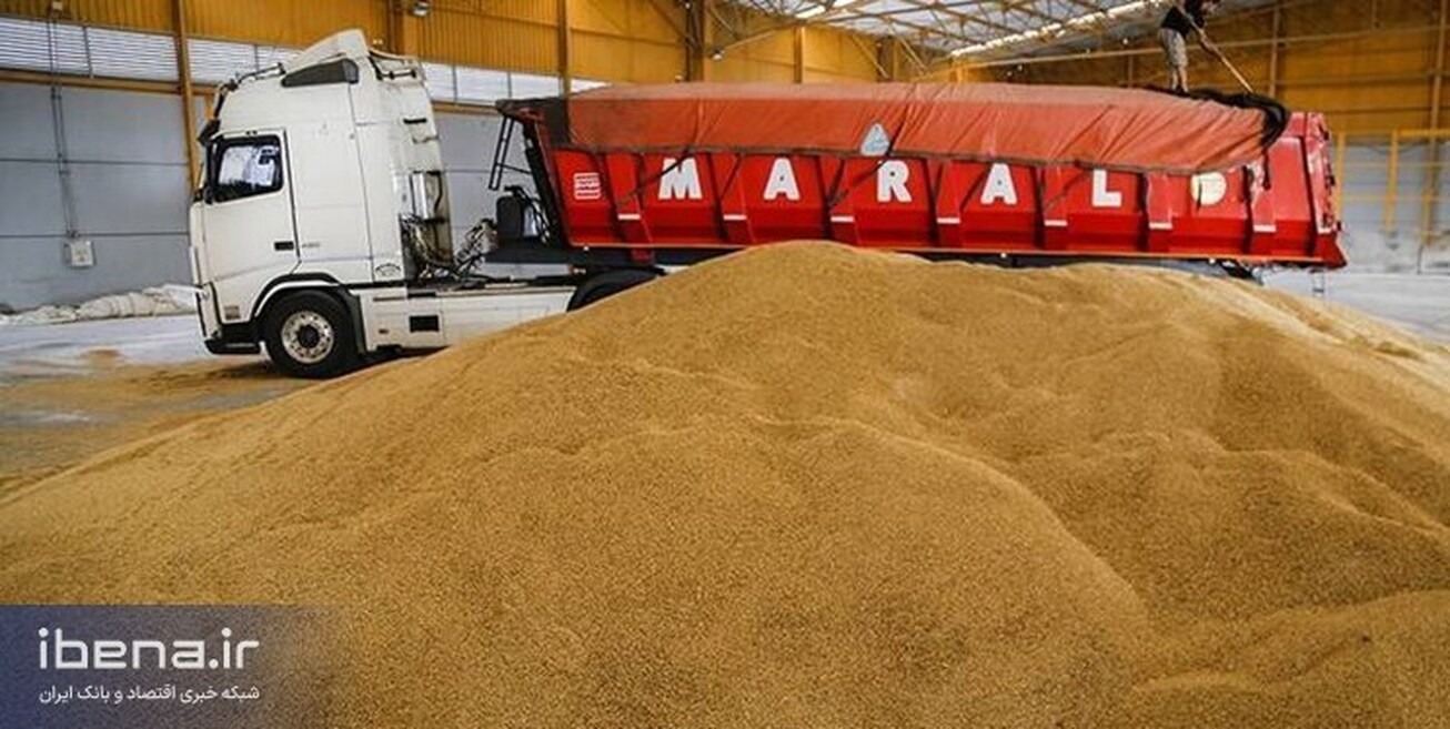 افزایش جدید نرخ خرید گندم فعلا منتفی است  قیمت دوباره همان ۱۵ هزار تومان تأیید شد