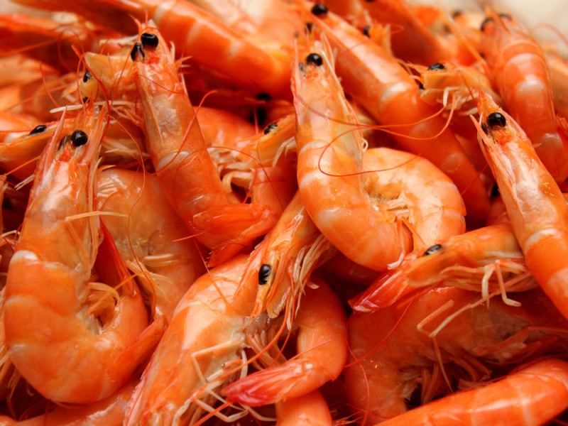 Iran Shrimp Production Hits New Record