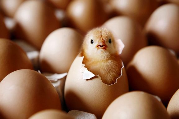 جوجه یک روزه