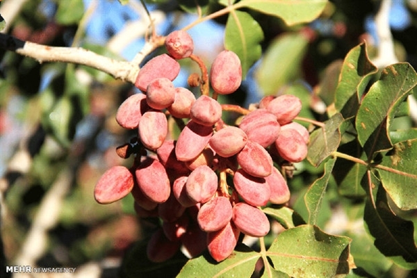 بانک کشاورزی