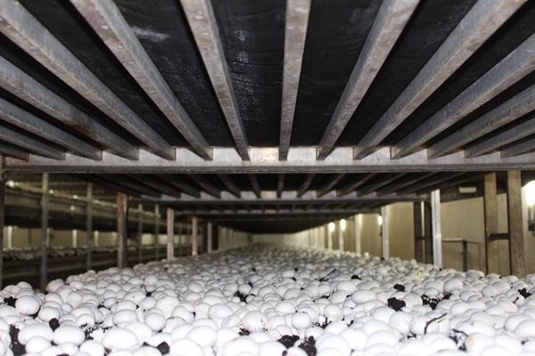 بانک کشاورز