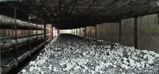 بانک کشاورزی