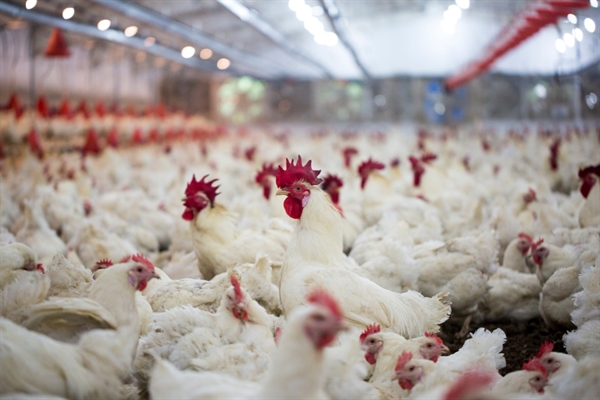 بانک کشاورزی