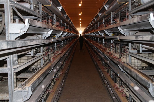 بانک کشاورزی