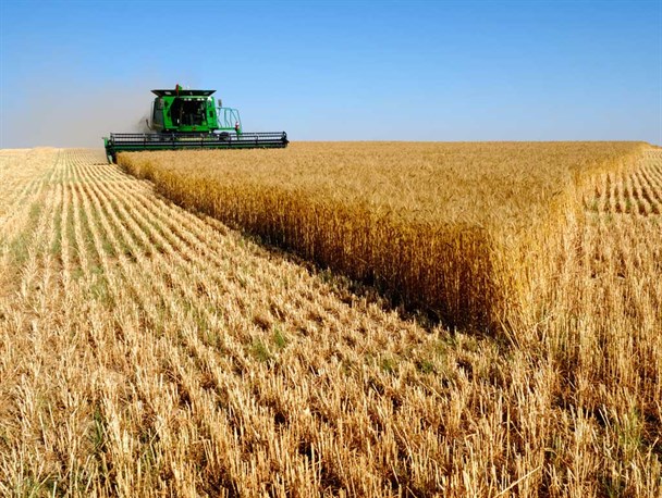 فروش 26500 میلیارد ریال اوراق سلف موازی برای پرداخت مطالبات گندمکاران