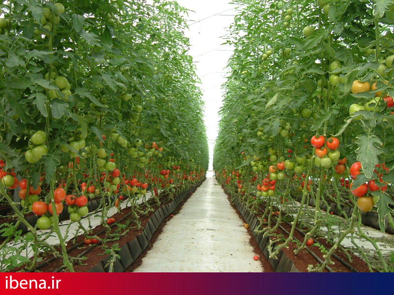 افتتاح فاز نخست بزرگترین مجتمع گلخانه ای کشور با حضور وزیر کشور