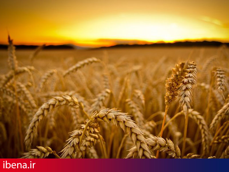 معامله ۳۰هزار تن خوشه های طلایی در تالار صادراتی