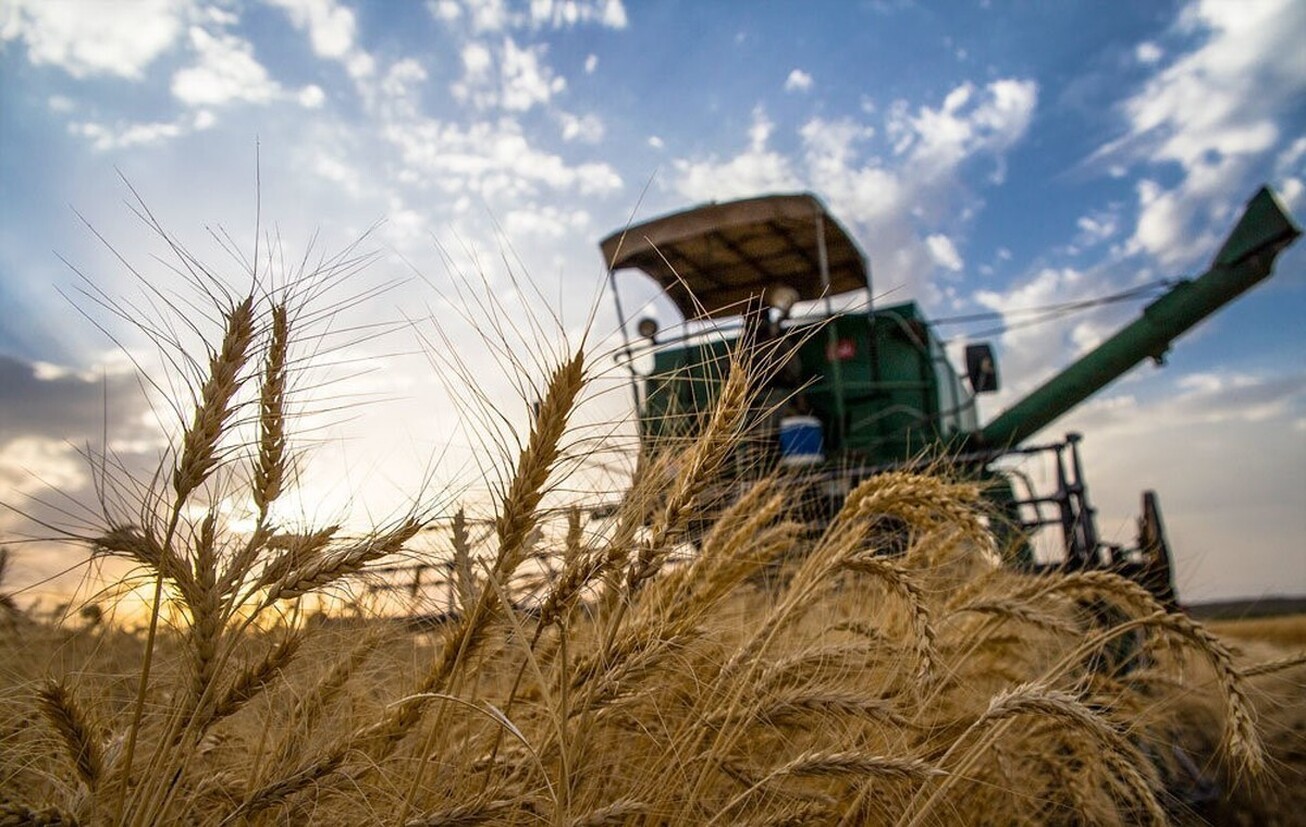 ایران سیزدهمین تولیدکننده بزرگ گندم جهان در سال ۲۰۲۲
