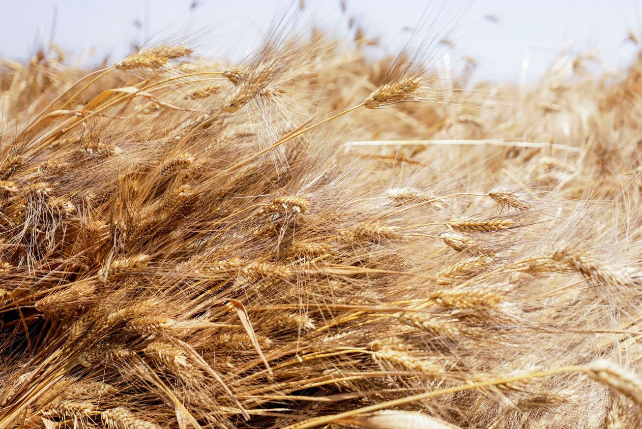 مصر قرارداد خرید گندم از اوکراین را لغو کرد