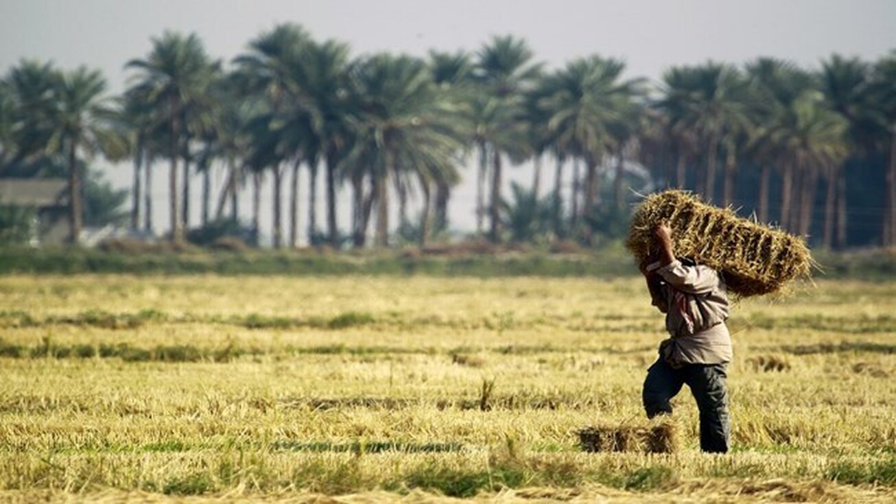 عراق در سال ۲۰۲۳ به ۵ میلیون تن گندم نیاز دارد