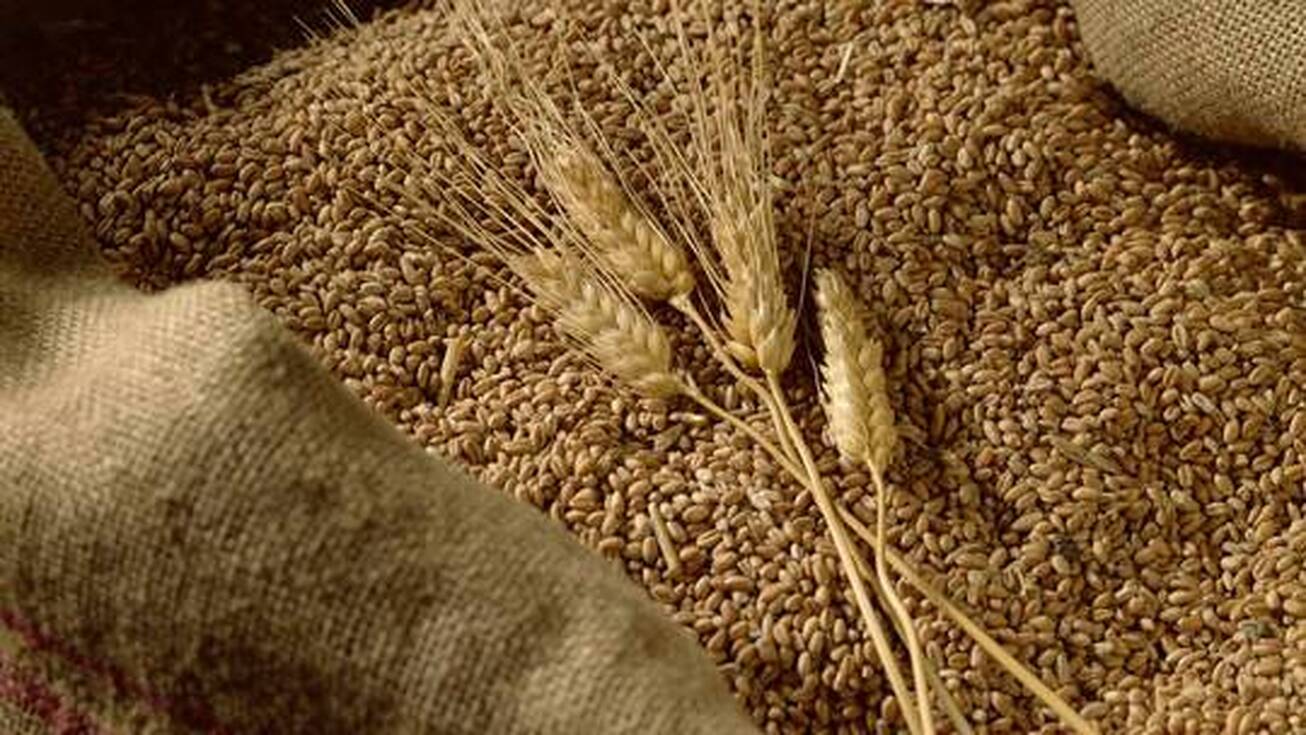 تقاضای گندم روسیه در بازار بورس مصر افزایش یافت