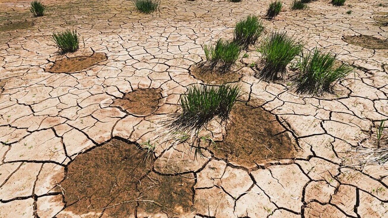 عرضه جهانی گندم در معرض تهدید است