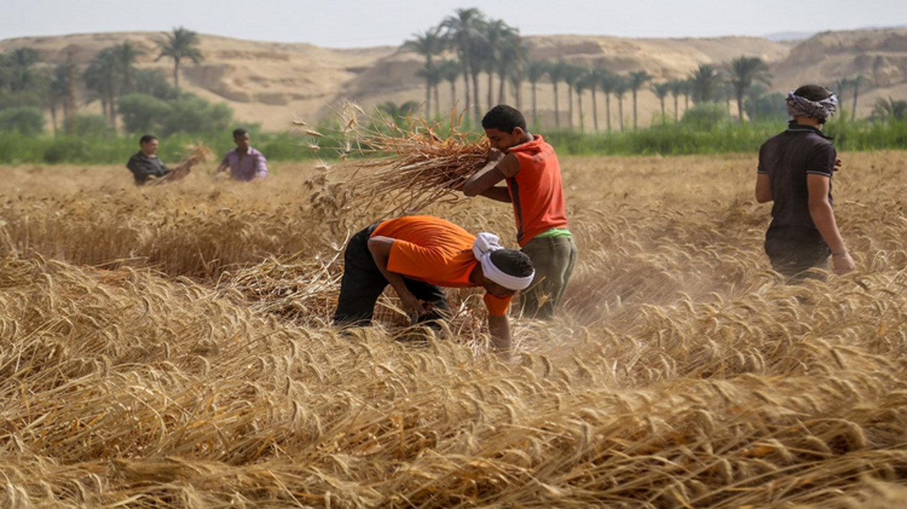 برنامه مصر برای تولید یک میلیون تن گندم