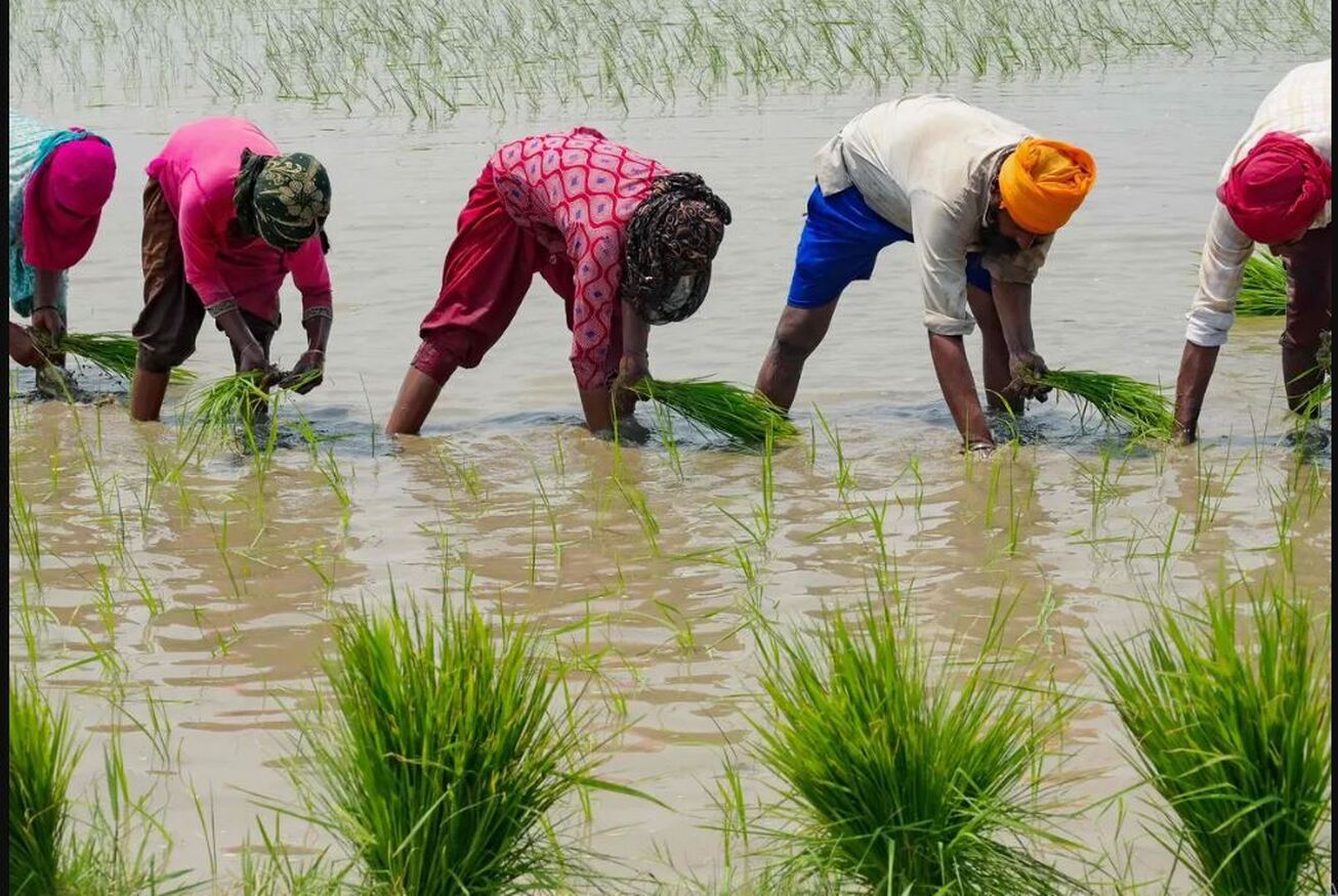 تصمیم صادراتی جدید هند