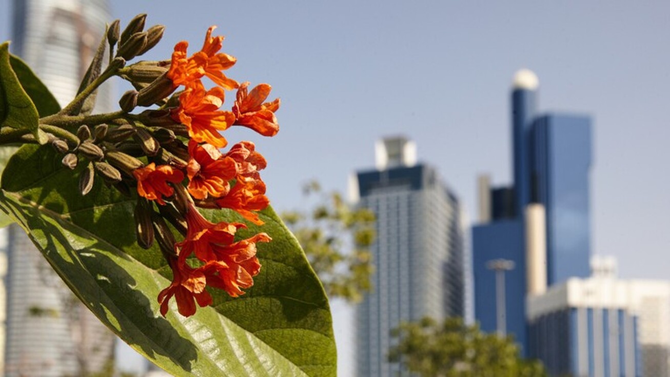 برنامه‌های بانک بریکس اعلام شد