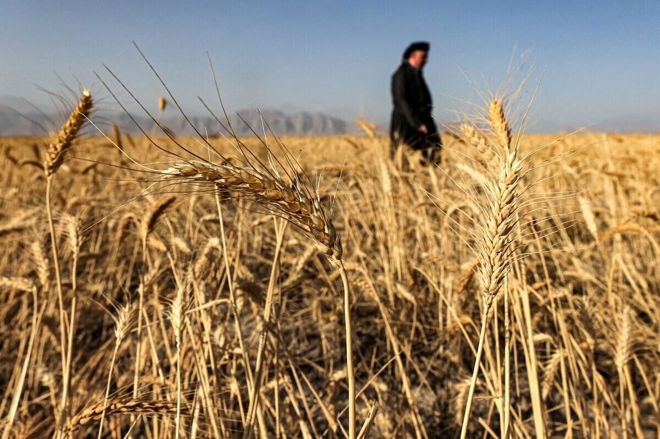 توفیق بزرگ دولت در تامین یک محصول استراتژیک  ۱۰ میلیون و ۳۵۷ هزار تُن گندم از کشاورزان خریداری شد