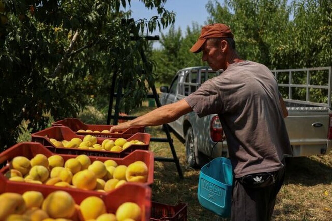 تعرفه‌های آمریکا به هلو رسید