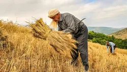 رشد ۴۵ درصدی تولید گندم در کشور/ برنامه وزارت جهاد کشاورزی برای خودکفایی